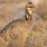 Lesser Prairie-Chicken
